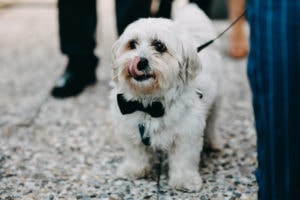 Little white dog wearing black bow tie walking down wedding aisle