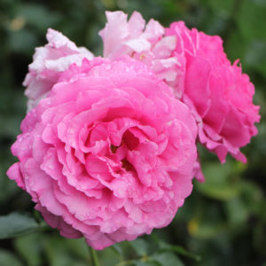Yves Piaget garden rose