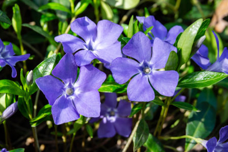 Beautiful purple flowers of vinca on background of green leaves. Vinca minor (small periwinkle, small periwinkle, ordinary periwinkle) as decoration of garden. Close-up. Concept of nature for design.